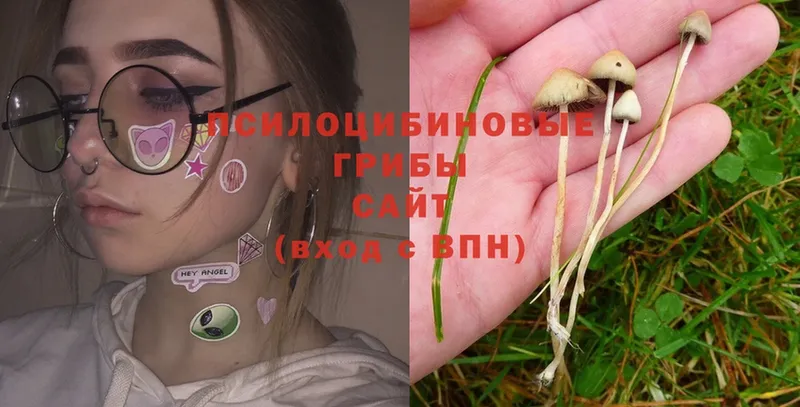 Псилоцибиновые грибы Psilocybe  Бакал 